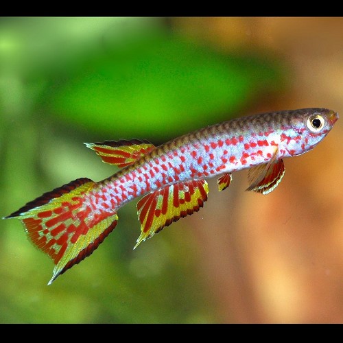 Aphyosemion australe - Cape lopez L